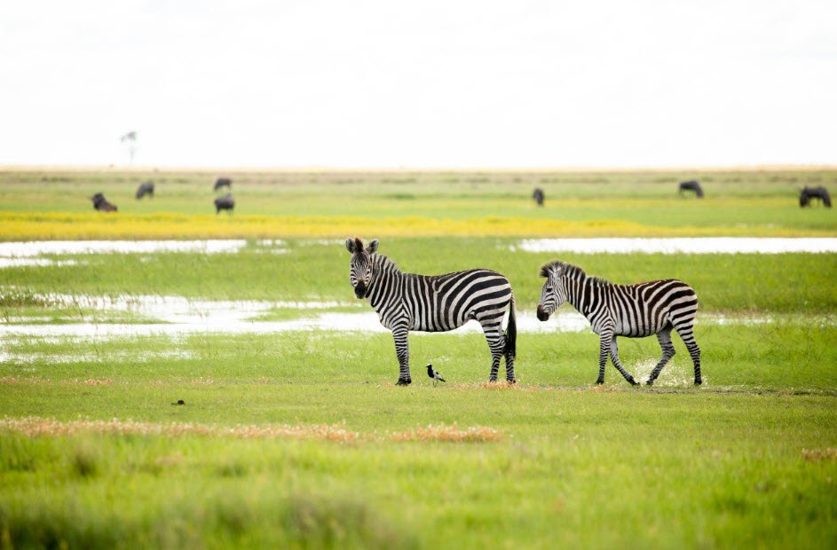 Liuwa Plain National Park, Western Province (Kalabo), Zambia